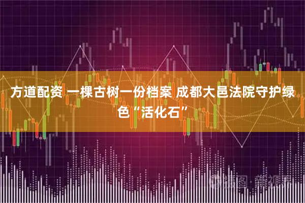 方道配资 一棵古树一份档案 成都大邑法院守护绿色“活化石”